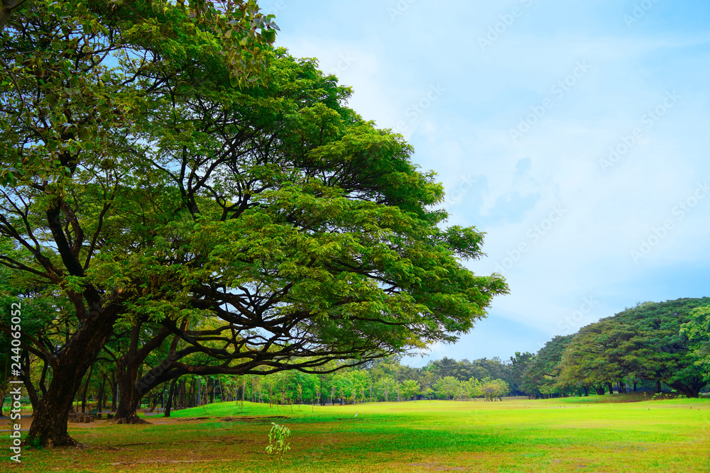 Beautiful scenery trees greenery park and fresh green lawn with clear light  blue sky background in sunny day, feeling fresh, relax and calm. Stock  Photo | Adobe Stock