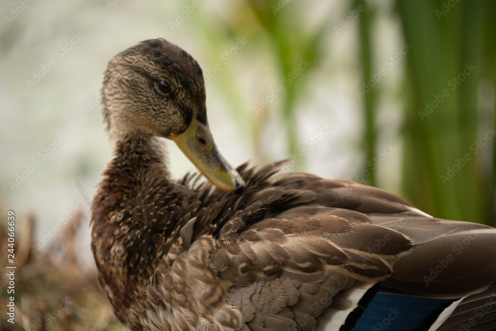Female Mallard Duck preening it's feathers. Female Mallard Duck preening it's feathers.