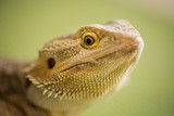 closeup of lizard