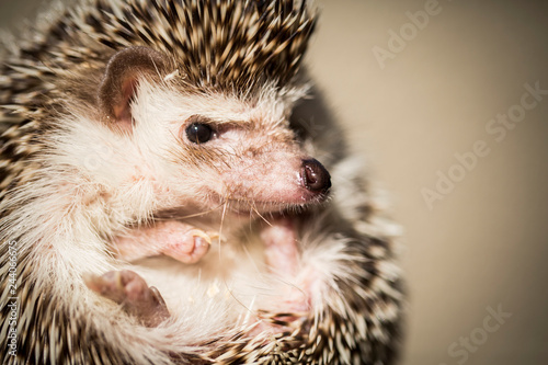 hedgehog in front of white background