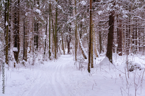 ski run in the winter forest
