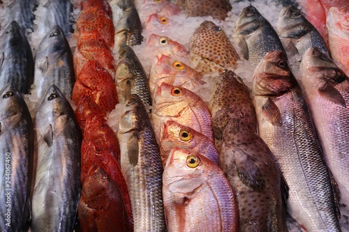 fresh fish in the market