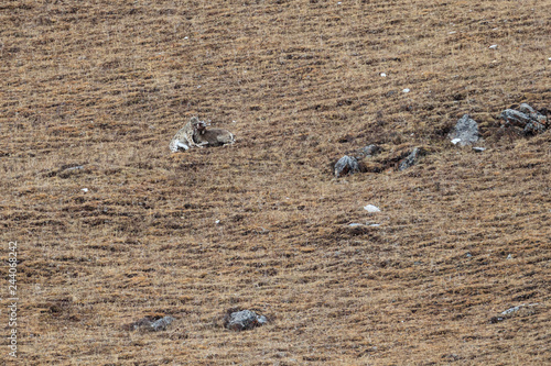 Snow leopard catching blue sheep photo