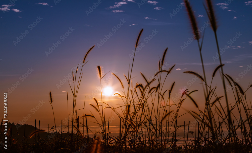 landscape colourful at morning time over sunrise and mist background and foreground grass silhouette