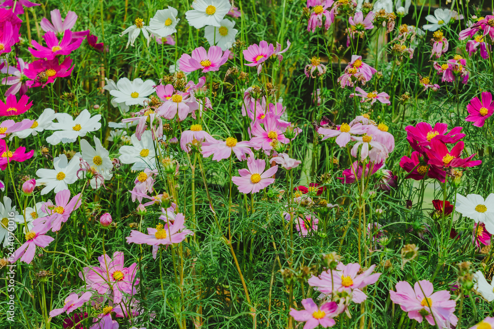 Colorful of Sulfur Cosmos flowers on a rack decorate in park. Colorful of Sulfur Cosmos flowers on a rack decorate in park.