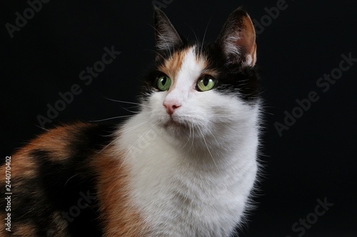 beautiful tricolored cat head portrait in the dark studio