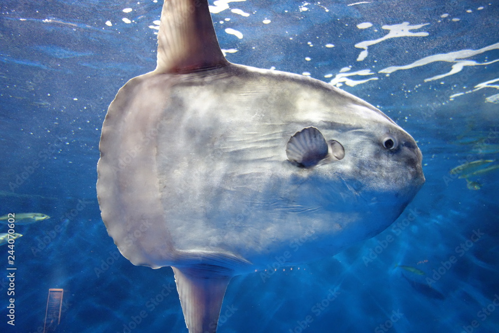 マンボウ Stock 写真 | Adobe Stock