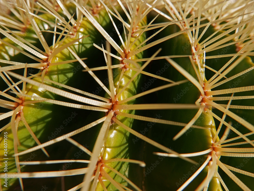 le spine di un catus viste da vicino le spine di un catus viste da vicino