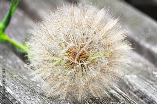 The seed head of a large weed - tragopogon photo