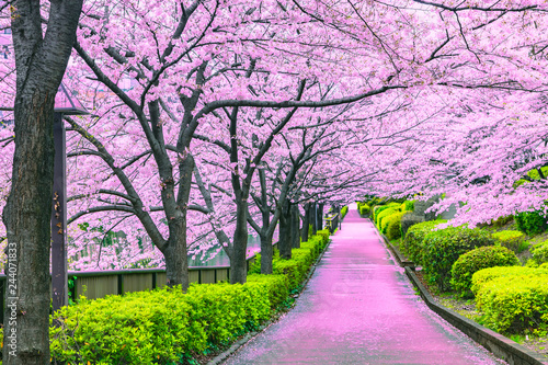 Walkway under the sakura tree which is the romantic atmosphere scene in Japan