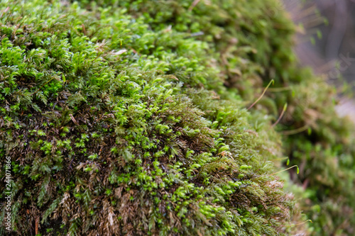  Green moss carpet in forest