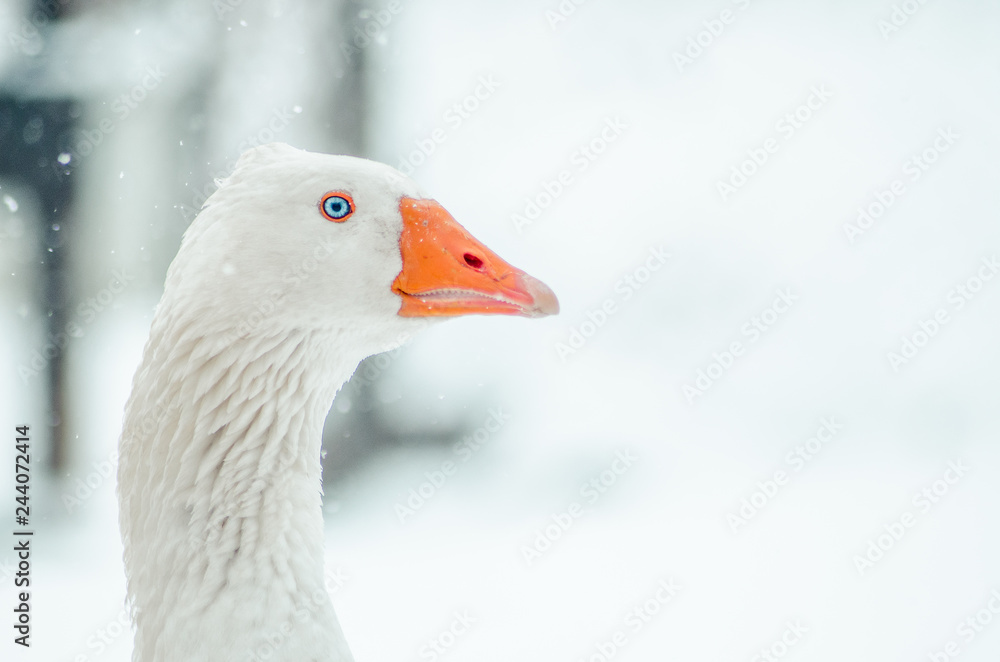 Portrait of a goose on a snowy winter day