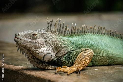 medium wide side profile portrait shot of tropical green and orange iguana