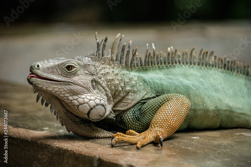 medium wide side profile portrait shot of tropical green and orange iguana