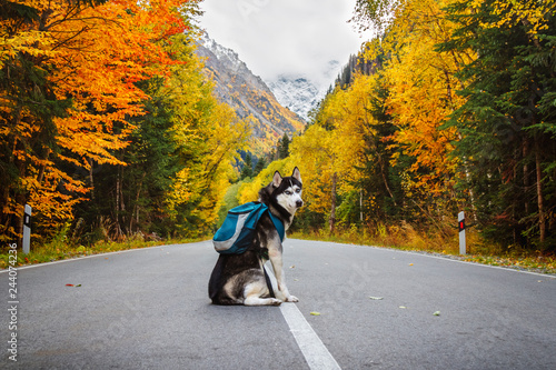dog breed Siberian Husky on the road against the backdrop of forests and mountains