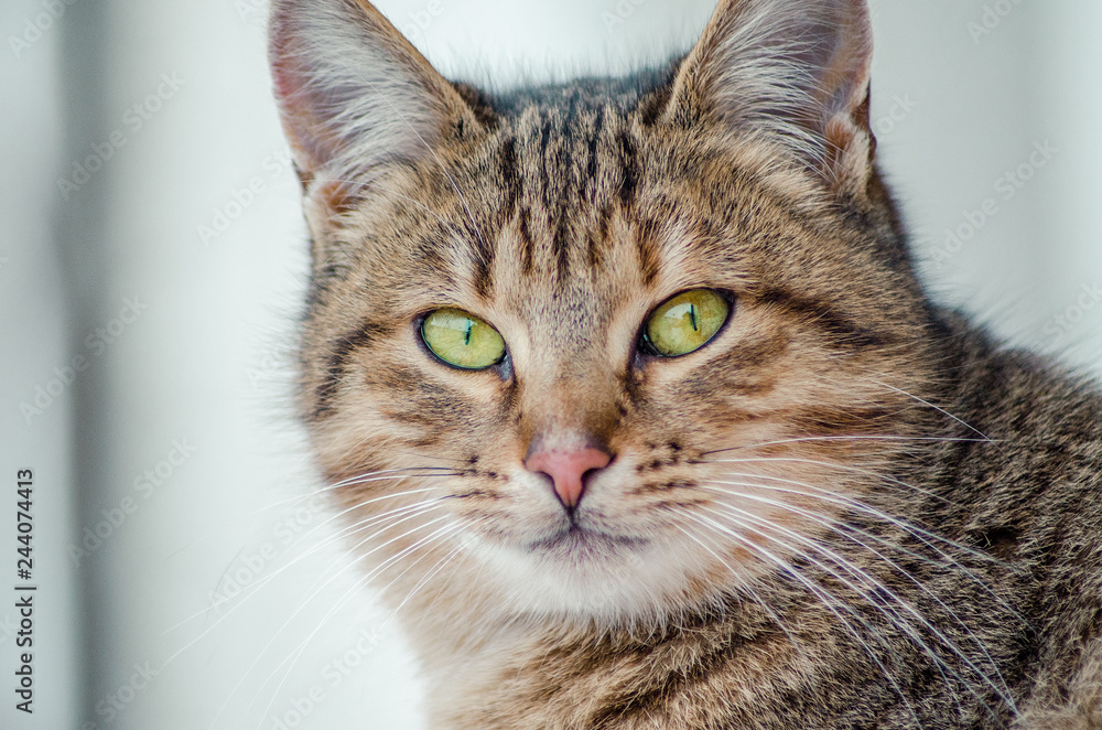 Portrait of a green eyed cat
