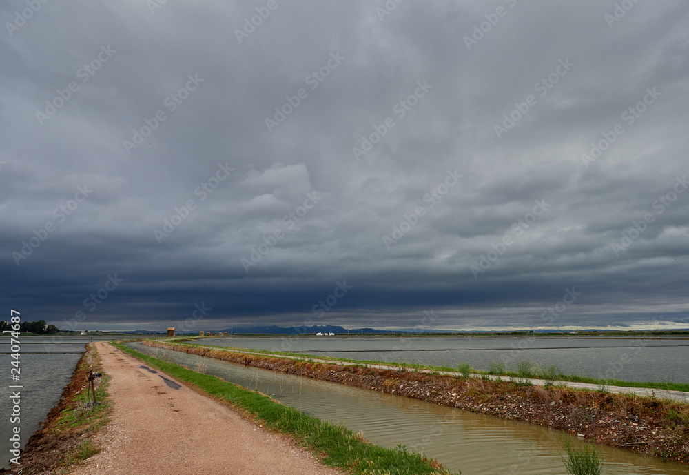 View of the rice fields near the lagoon of Valencia, Spain. On a cloudy day in early June