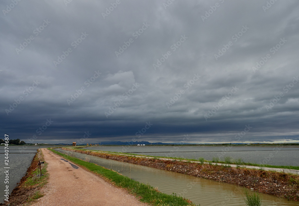 View of the rice fields near the lagoon of Valencia, Spain. On a cloudy day in early June View of the rice fields near the lagoon of Valencia, Spain. On a cloudy day in early June
