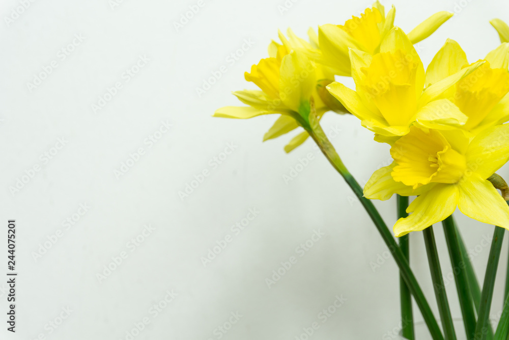 Beautiful Daffodils isolated on white background spring flowers