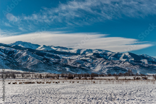 winter landscape of mountains