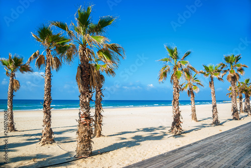 Palm trees on the sand on the jogger of the sea. Summer vacation, tourism.