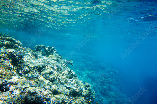 Tranquil underwater scene with copy space