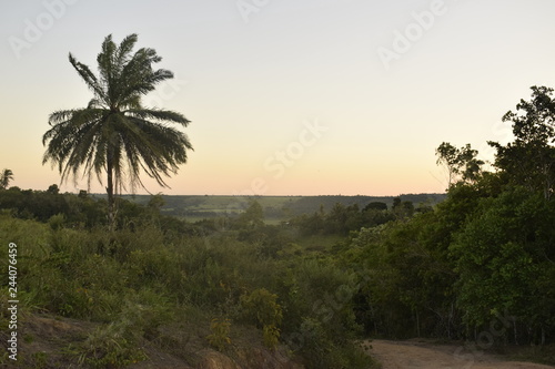 Horizonte de floresta tropical no pôr-do-sol
