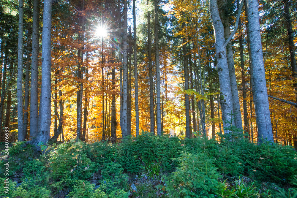Obraz premium Autumn forest on sunny day
