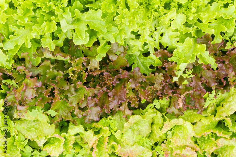 Lettuce in the garden under the summer sun Lettuce in the garden under the summer sun
