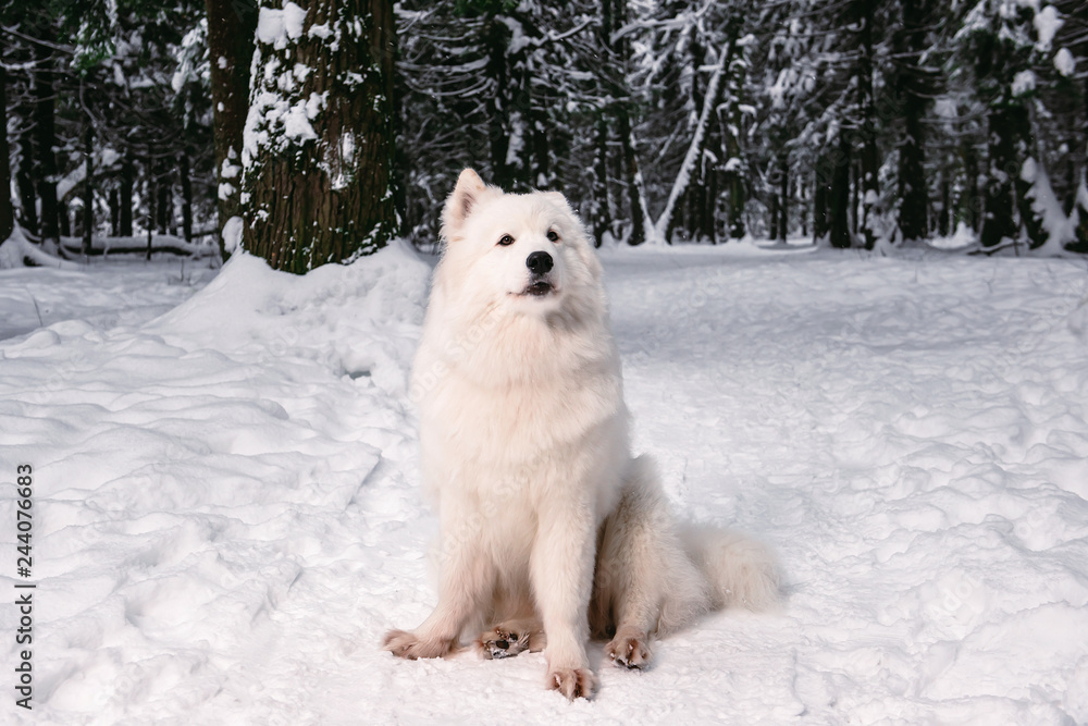 white fluffy dog in the winter forest for a walk. white fluffy dog in the winter forest for a walk.