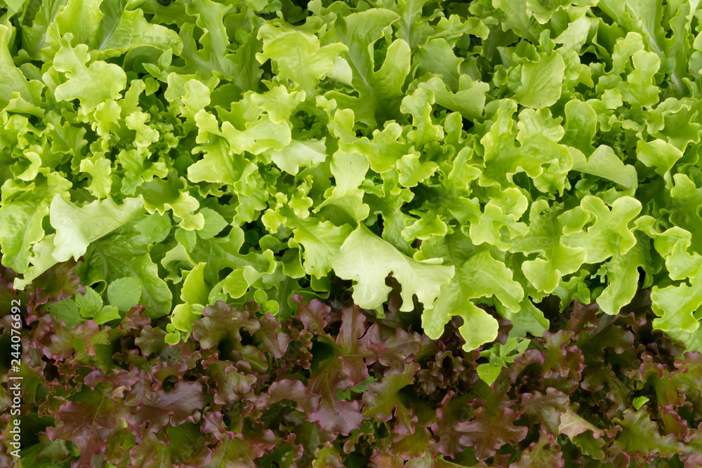 Fototapeta premium Lettuce in the garden under the summer sun