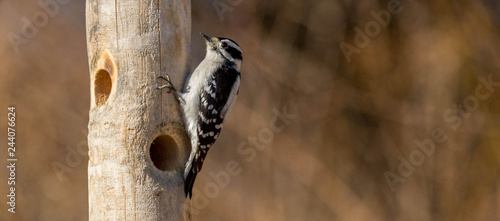 Downy Woodpecker Female