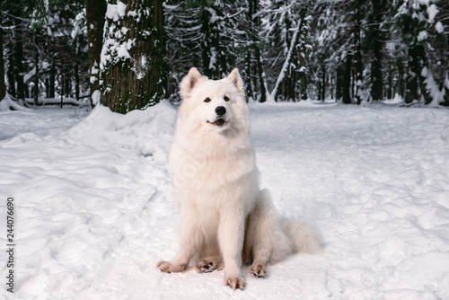 fluffy dog albino posing in the winter forest for a walk. © indigo_nifght