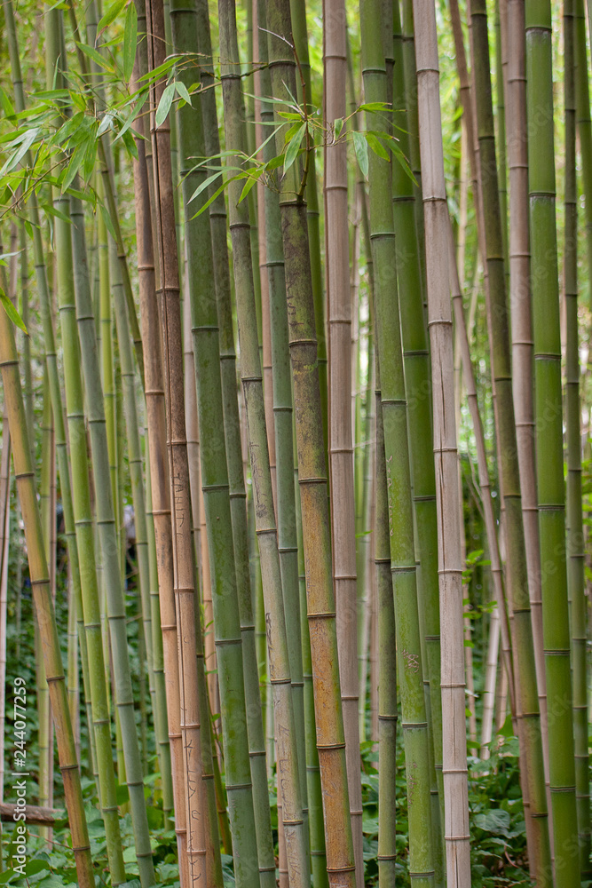 bamboo background bamboo background