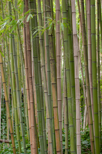 bamboo background
