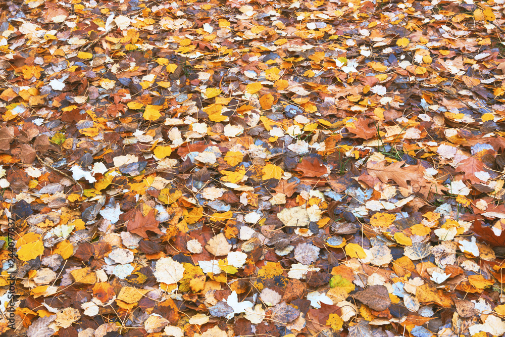 Autumn old mixed yellow leaves. Autumn old mixed yellow leaves.