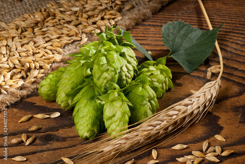 Hop cones with barley. Raw material for beer production. photo