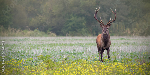 Red deer  cervus elaphus  stag on a field with wildflowers. Panoramatic composition with space for copy. Wild animal in nature.