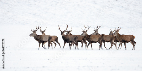Herd of red deer, cervus elaphus, stags in winter on snow. Wild animals in cold weather. Wildlife scenery from nature.