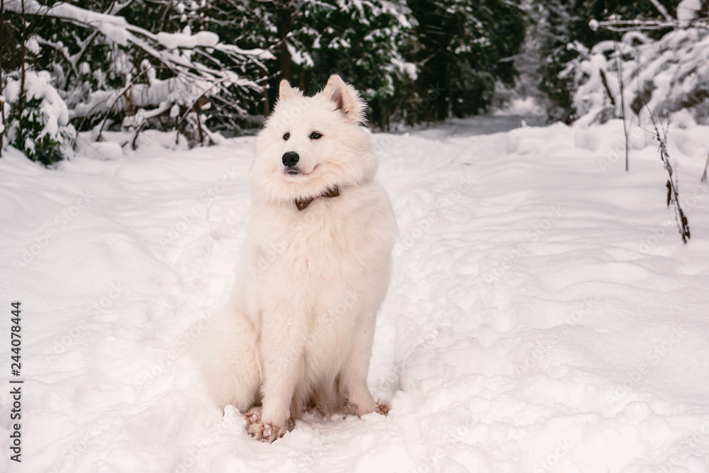 fluffy dog albino posing in the winter forest for a walk. fluffy dog albino posing in the winter forest for a walk.