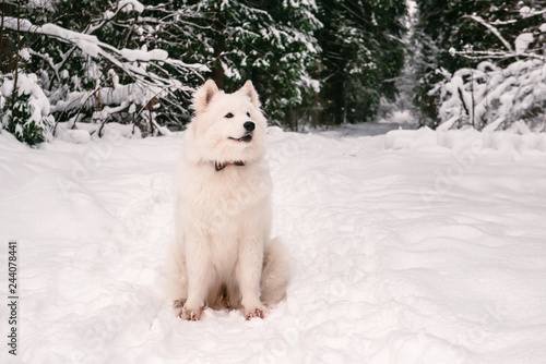 fluffy dog albino posing in the winter forest for a walk.