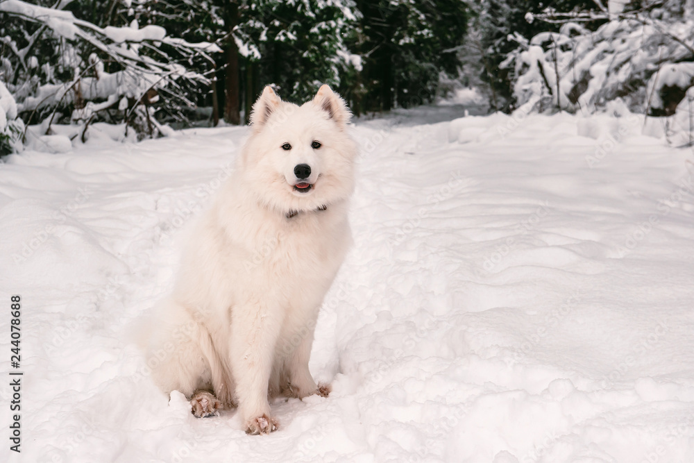 fluffy dog albino posing in the winter forest for a walk. fluffy dog albino posing in the winter forest for a walk.