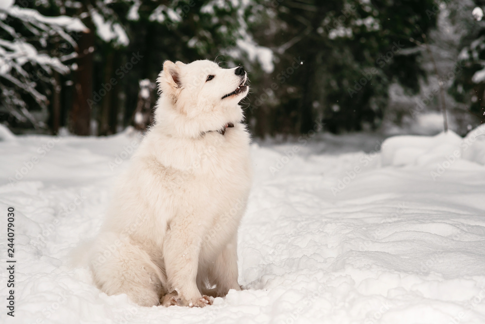white fluffy dog thoughtfully sitting in the winter forest for a walk. white fluffy dog thoughtfully sitting in the winter forest for a walk.