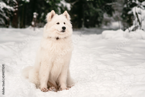 Purebred samoyed white color in the snow