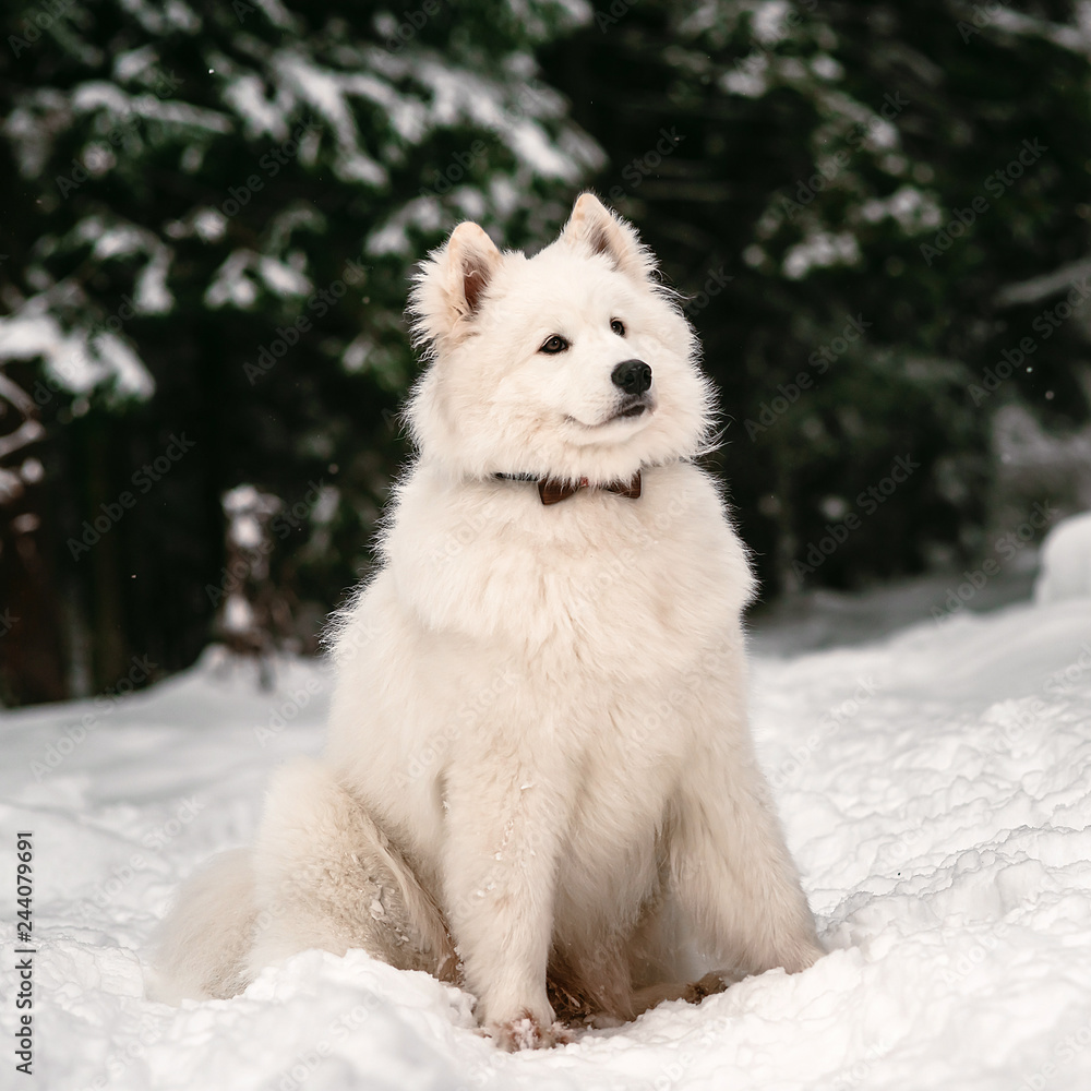 Purebred samoyed white color in the snow Purebred samoyed white color in the snow