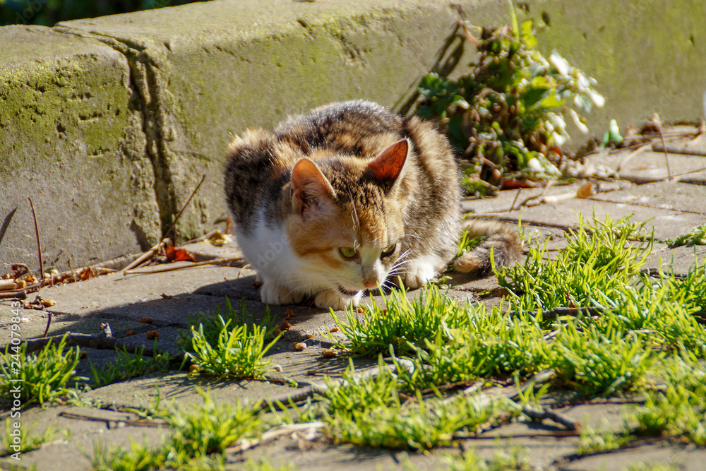 the cat  on the sidewalk