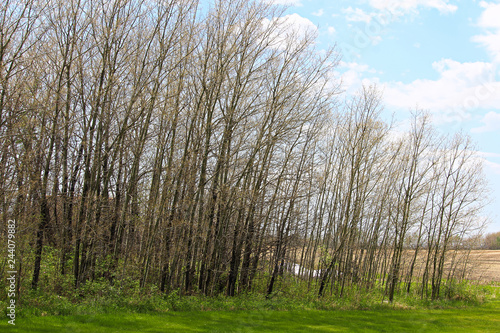 View of a forest stripped of its leaves by caterpillars photo