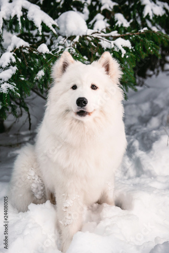 white fluffy dog in the winter forest for a walk.