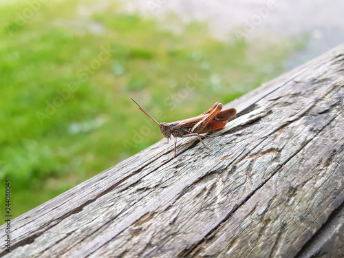 Grasshopper on wooden beam