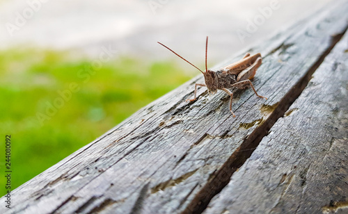 Grasshopper on wooden beam